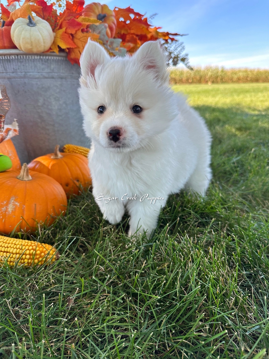 Vanilla Bean